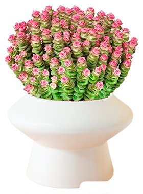 钱串子多肉植物室内盆栽花卉绿植旺宅钱多多大颗好养四季肉肉鲜花