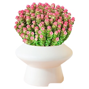 钱串子多肉植物室内盆栽花卉绿植旺宅钱多多大颗好养四季肉肉鲜花