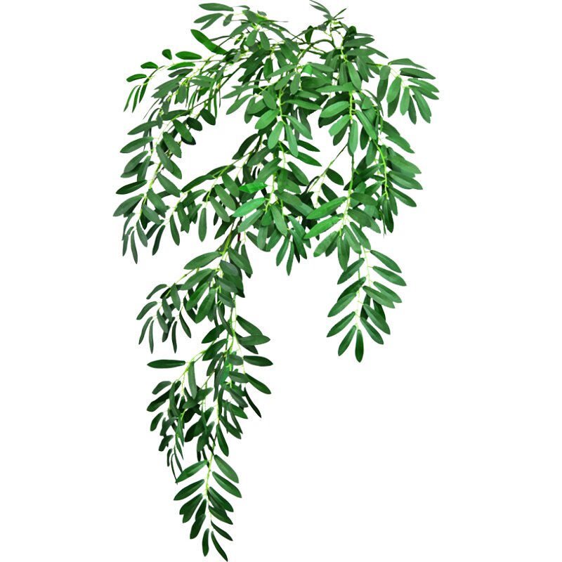 被问爆的橄榄枝叶子真的很好看