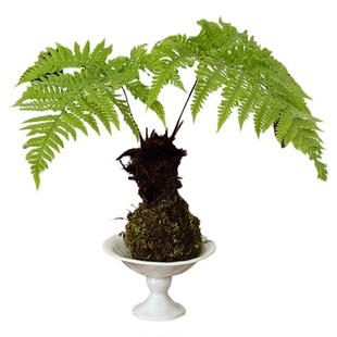 亲爱的绿植红磷蕨苔藓球耐寒盆栽室内客厅好养花卉四季常青绿植物