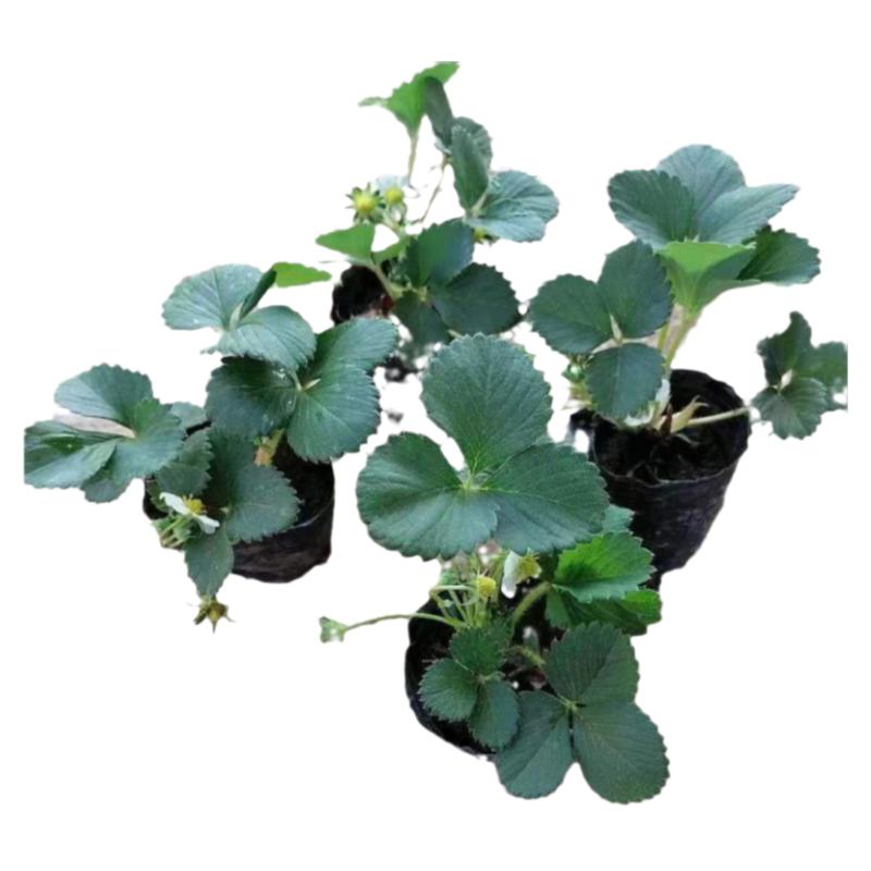 奶油草莓苗带花带果秧苗四季结果