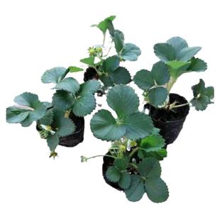 6颗】奶油草莓苗盆栽种籽子带盆带土红颜四季结果可食用阳新秧苗