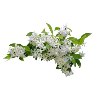 风车茉莉 银丝茉莉花 络石藤 耐热耐寒攀爬花卉 阳台浓香爬藤植物