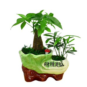 发财树室内盆栽植物花卉盆栽桌面植物室内客厅吸甲醛小盆景招财树