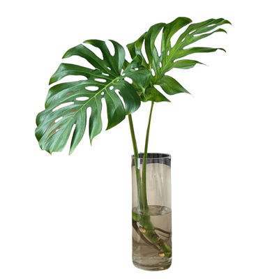 全网低价！水培龟背竹植物