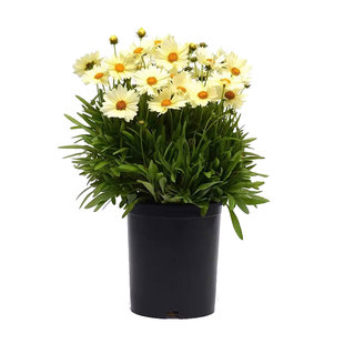 大花金鸡菊种子多年生金钱菊花籽盆栽四季易活景观绿化花卉种籽孑