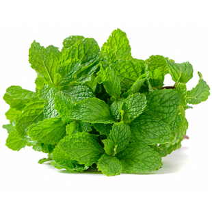新鲜薄荷叶500g 食用留兰香薄荷凉茶调泡酒水吧烘焙点缀装饰食材