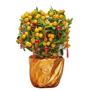 金桔树盆栽年桔带果客厅室内四季桔开业送礼年宵花新年招财橘子树