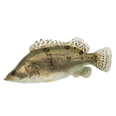 鳜鱼苗桂花鱼苗淡水白鳜翘嘴鳜大眼鳜斑鳜观赏肉食大规格鱼苗批发