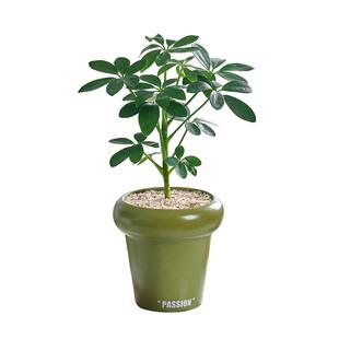 鸭脚木盆栽北欧风花卉时尚简约室内办公桌面绿植创意迷你小植物