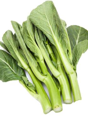 多枝多芽菜心 多子多福甜菜心种子广东菜芯菜苔籽春夏秋蔬菜种子