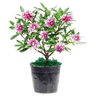 耐寒花卉金边瑞香冬季开花北方树苗观花植物室内客厅阳台办公室花