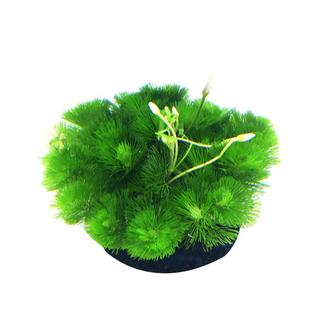 绿菊小坨草缸鱼缸造景真水草新手蜈蚣草淡水活体净化水质养鱼植物