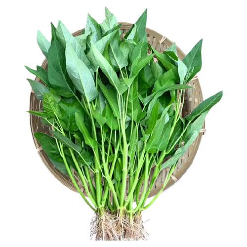三叉空心菜种籽苗秧老品种空心菜种子四季通菜盆栽批发蔬菜种大全