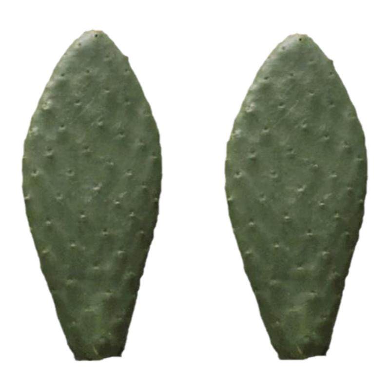 美容仙人掌药用仙人掌食用仙人掌老仙人掌医用盆栽仙人掌药用外敷