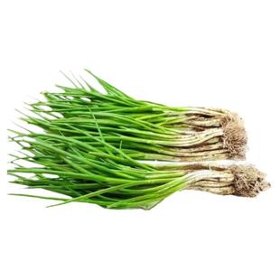 四季小香葱种子章丘长白条大葱原装正品浓郁红皮洋葱家庭蔬菜种子
