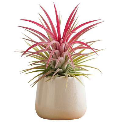 空气凤梨工位绿植好养活