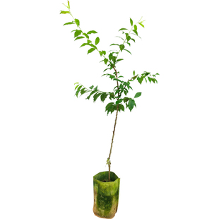 早熟三华李嫁接脆甜红心银妃三华李树苗带土庭院盆栽地栽南北方种