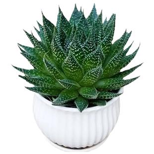 繁星多肉植物盆栽雪花波露芦荟不夜城桌面绿植好养四季常青防辐射