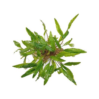 迷你椒草绿温蒂火烈鸟椒草水下叶