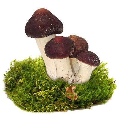 北京平谷赤松茸5斤/3斤新鲜松茸