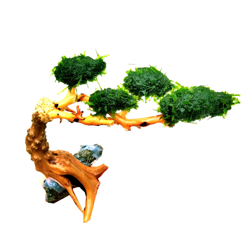 水草沉木莫斯活体小鱼缸树林