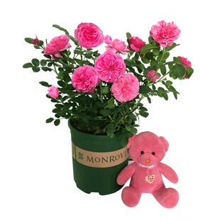 安吉拉月季藤本月季蔷薇花苗庭院花园阳台爬藤植物盆栽玫瑰花卉