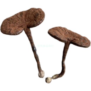 正宗林下野生灵芝椴木紫芝干货整枝不苦长柄含孢子粉大约6-12公分