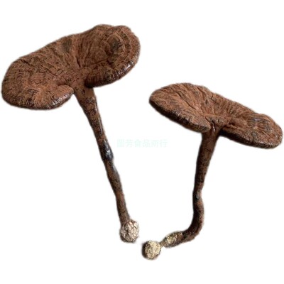 林下野生灵芝椴木紫芝干货整枝
