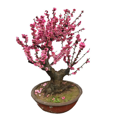 梅花盆景一物一拍树苗