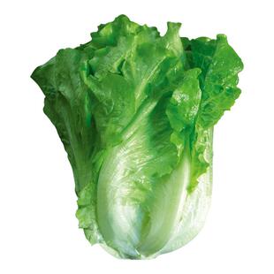 多种生菜叶菜种子蔬菜籽茼蒿空心菜可盆栽香菜油麦菜菠菜蔬菜种子