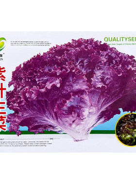 紫叶生菜种子种籽紫色蔬菜