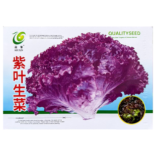 紫叶生菜种子种籽种孑大全冬天紫色蔬菜红叶四季罗马青菜南方盆栽