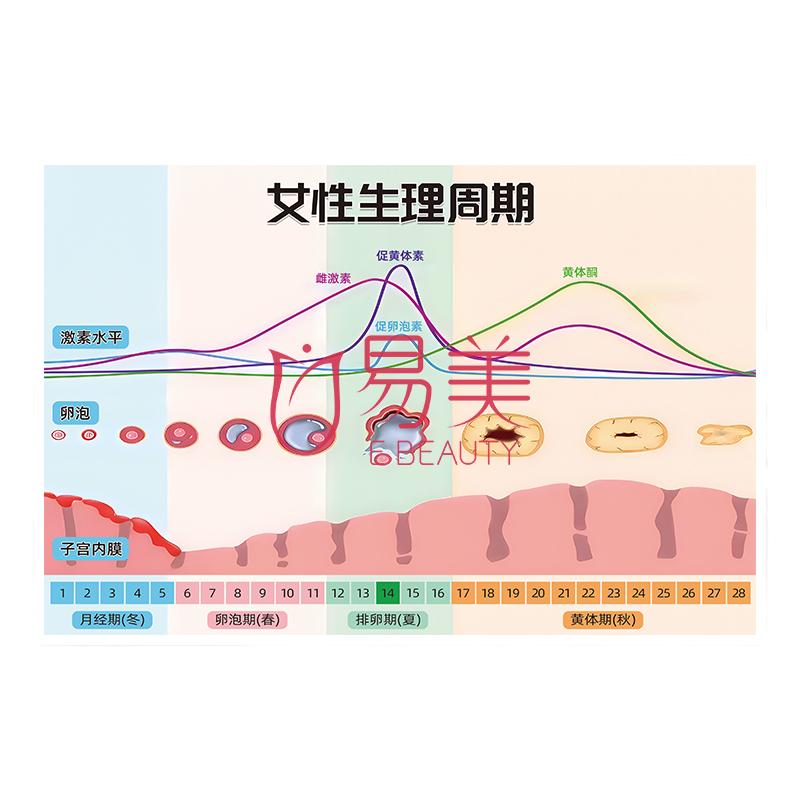 专业知识科普示意图女性生理周期塑封防水医美项目讲解美容院摆件