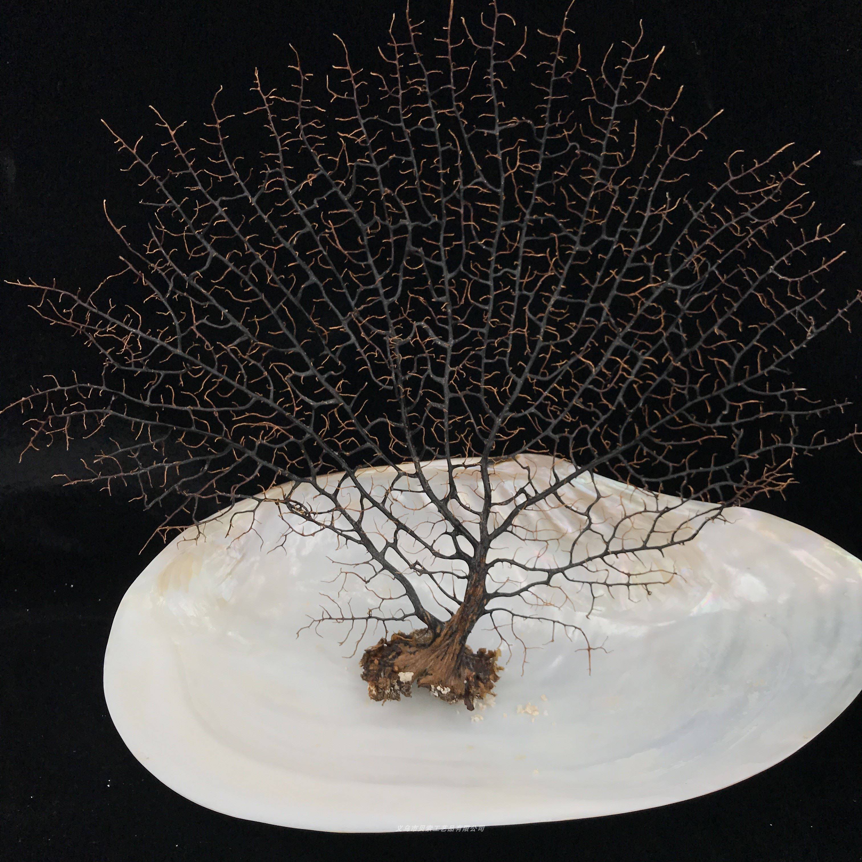 海底珊瑚树海底铁树 海铁树 鱼缸细珊瑚树装饰品 鱼缸微景观铁树