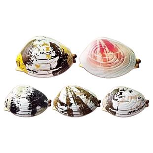 喷水蛤蜊玩具整蛊恶搞吸水按压仿真贝壳类儿童迷你滋水枪戏水男孩