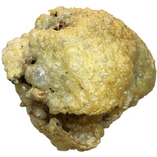 已拔刺大刺龟鱼皮海胆皮刺鲍鱼刺豚爆鱼皮煲汤料食材北海干货