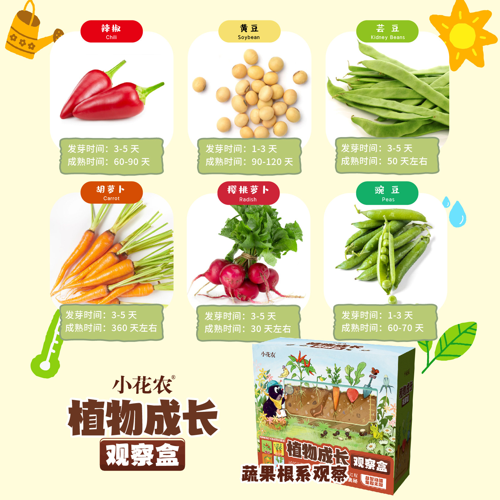儿童种植小盆栽小农场发芽小植物小花农迷你小农场根系生长观察窗