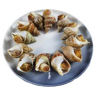 大号海螺鲜活速冻特大翡翠螺响螺花螺白螺加拿大爱尔兰泥螺大田螺