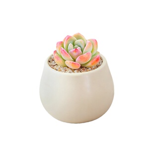 冰玉多肉盆栽奶油泡芙办公室桌摆耐旱小植物单头萌肉新手窗台易养