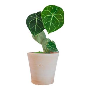 PHYSIS迷之花烛」克莱恩水晶花烛入门好养荷兰进口安祖花植物盆栽