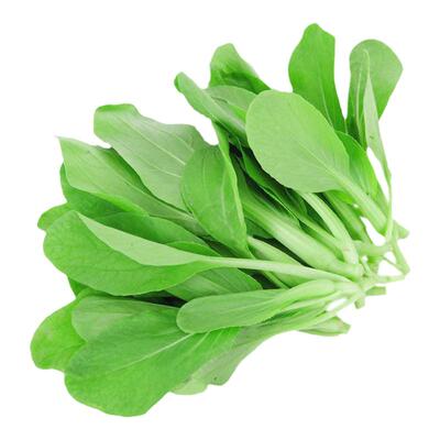 蔬菜18天四季阳台盆栽鸡毛菜