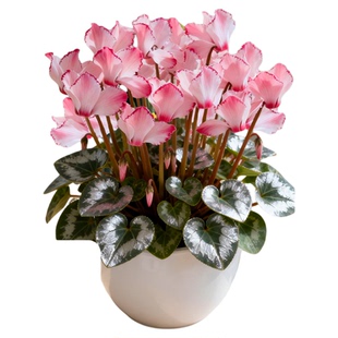 仙客来盆栽带花特大花苗兔耳花阳台室内开花花卉蝶衣花年宵花绿植