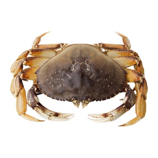 【足斤足两】渔传播加拿大进口珍宝蟹太子蟹单只1.5斤包鲜不包活