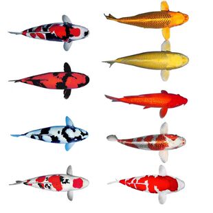 纯种小锦鲤观赏鱼白写绯写红白三色黄金冷水淡水活鱼小型好养耐活