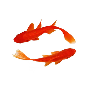 红草金鱼批发便宜耐寒不怕冷观赏鱼好养耐活淡水冷水懒人养不死