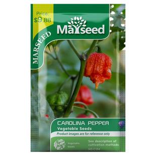 进口变态辣蝎子龙息印度魔鬼椒卡罗纳卡罗来纳死神辣椒种子孑苗