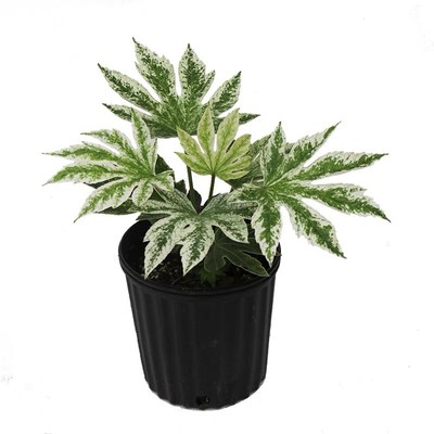 锦叶八角金盘耐阴盆栽小众植物