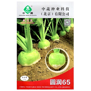 芥菜种子芥疙瘩根芥菜头榨菜辣疙瘩辣芥菜疙瘩籽圆润65号光头芥菜