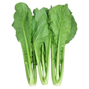 云南四季青菜种子小苦菜绿杆青菜介菜花叶芥菜宽叶种酸菜腌菜